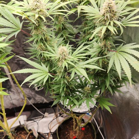 24K Gold  growlog timeline photo