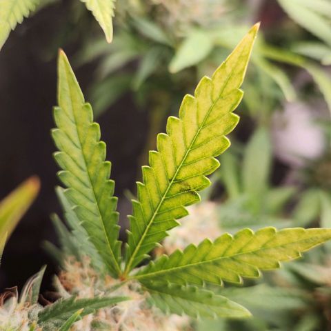 Royal Highness growlog timeline photo