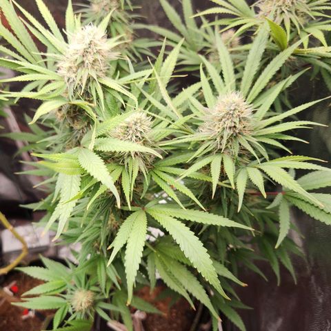 24K Gold  growlog timeline photo