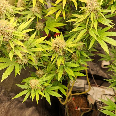 Royal Highness growlog timeline photo