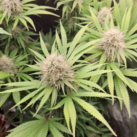 24K Gold  growlog timeline photo