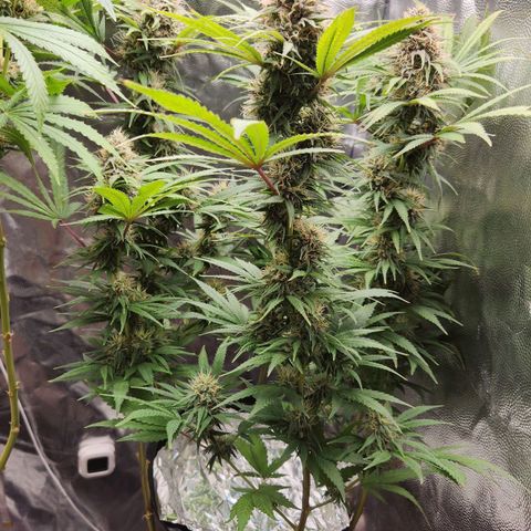 24K Gold  growlog timeline photo