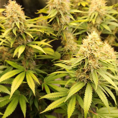 Royal Highness growlog timeline photo