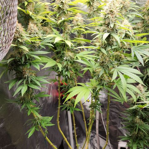 Royal Highness growlog timeline photo