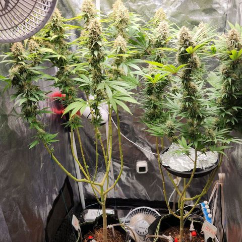 Royal Highness growlog timeline photo