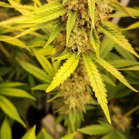 Royal Highness growlog timeline photo