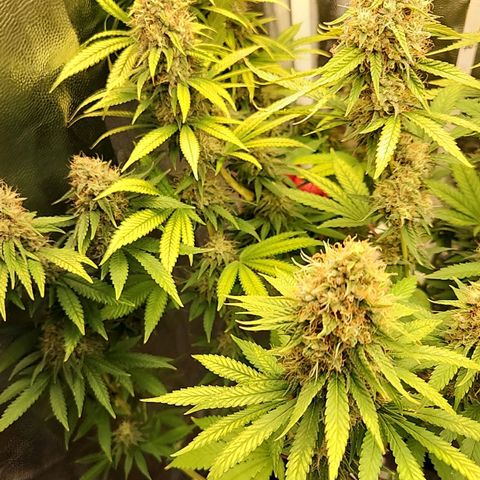 Royal Highness growlog timeline photo