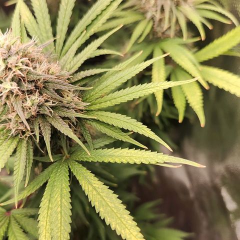 Royal Highness growlog timeline photo