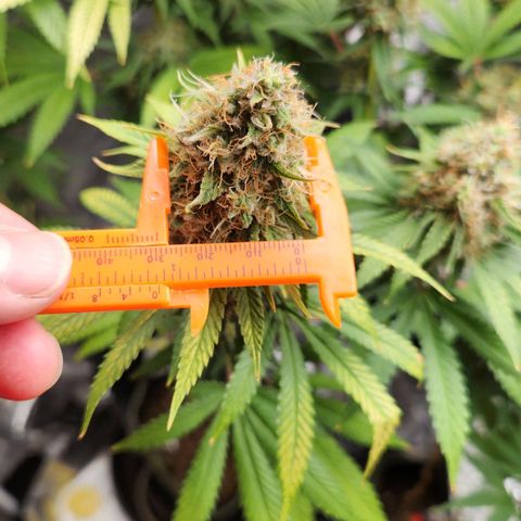 Royal Highness growlog photo: 30mm folha dobrada