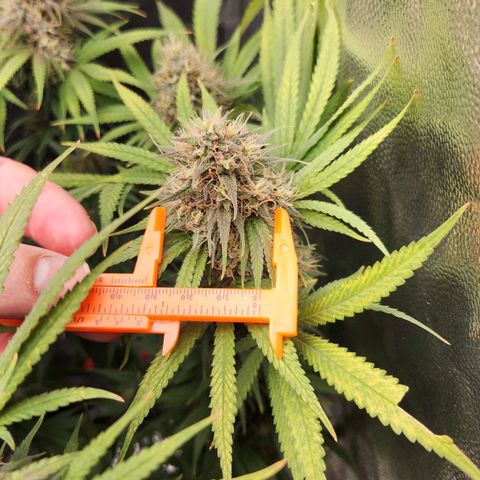 24K Gold  growlog photo: 32mm folha quebrada