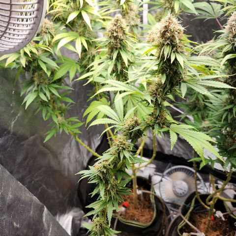 Royal Highness growlog photo: Bud amostra