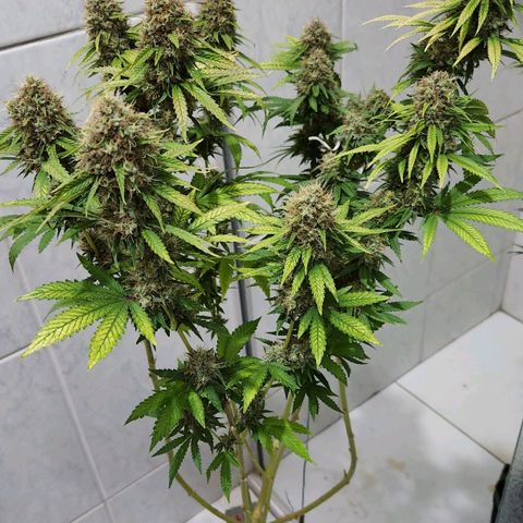 Royal Highness growlog timeline photo