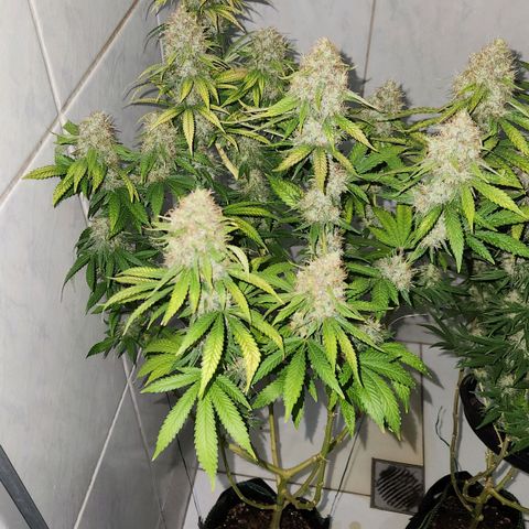 Royal Highness growlog timeline photo
