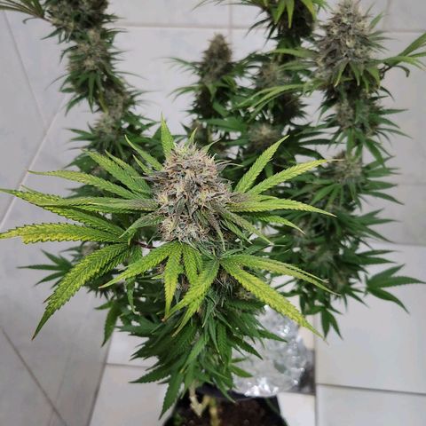 24K Gold  growlog timeline photo