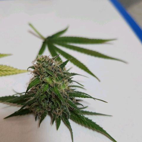 24K Gold  growlog timeline photo