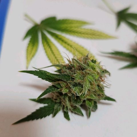 Royal Highness growlog timeline photo