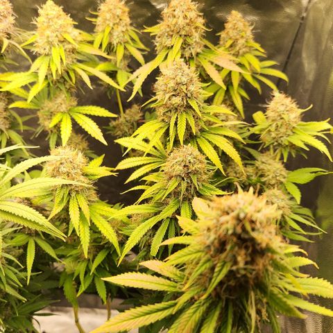 Royal Highness growlog timeline photo