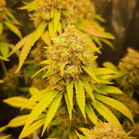 Royal Highness growlog timeline photo