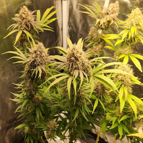 24K Gold  growlog timeline photo