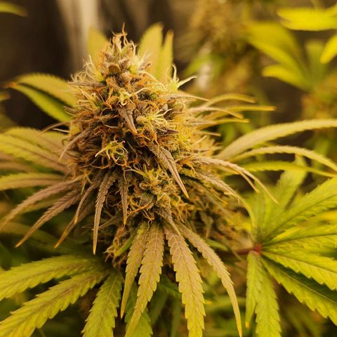 24K Gold  growlog timeline photo