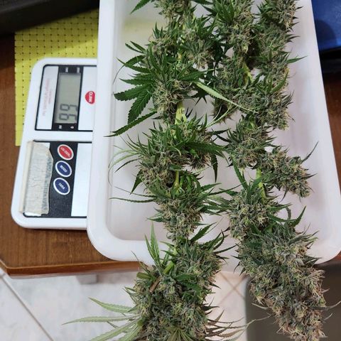 24K Gold  growlog timeline photo