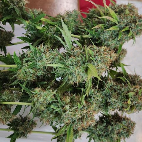 Royal Highness growlog timeline photo