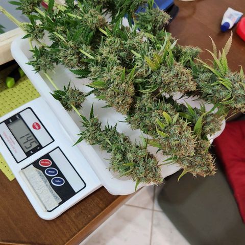 Royal Highness growlog timeline photo