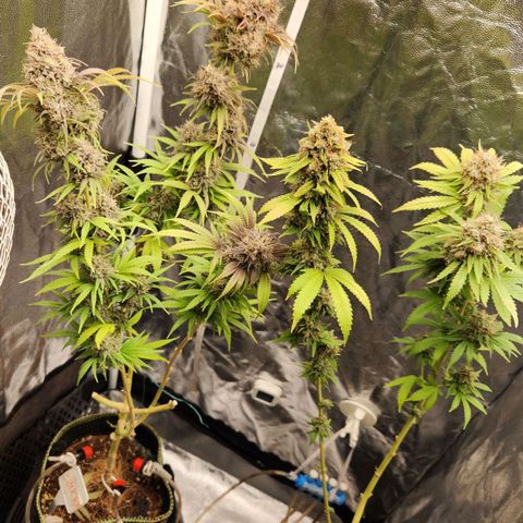 Royal Highness growlog timeline photo