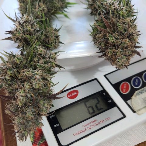 24K Gold  growlog timeline photo