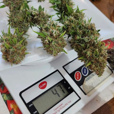 Royal Highness growlog timeline photo
