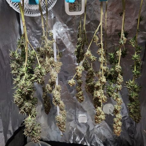 Royal Highness growlog photo: 24k Gold/Royal Highness

