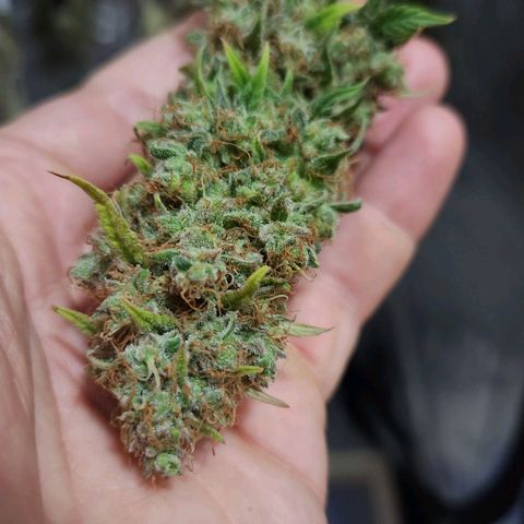 Royal Highness growlog timeline photo