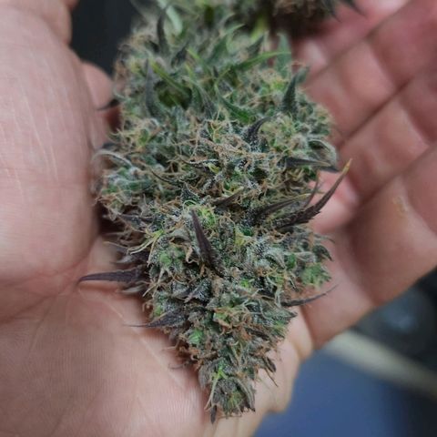 Royal Highness growlog timeline photo