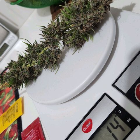 24K Gold  growlog photo: 14g