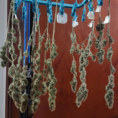 Royal Highness growlog timeline photo