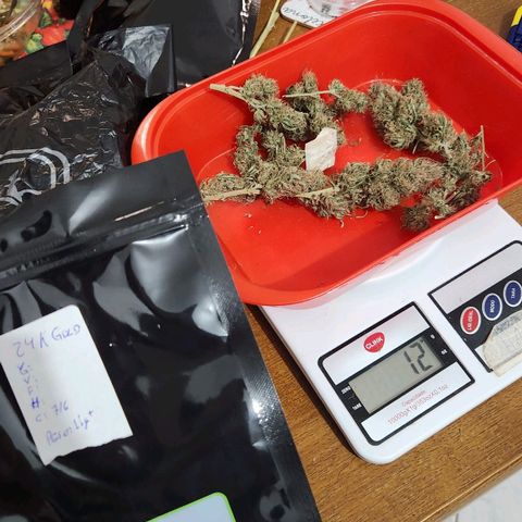 24K Gold  growlog photo: H#1 12h