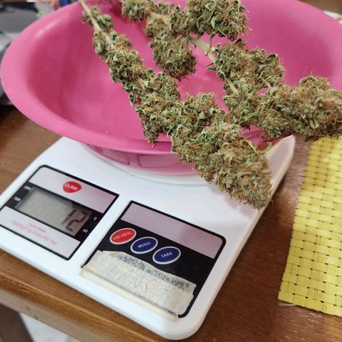 Royal Highness growlog photo: 2a colheita 