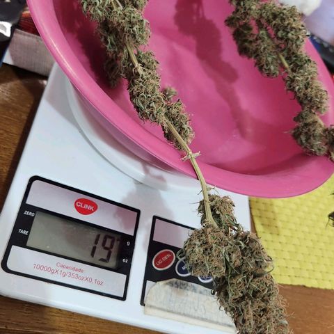 24K Gold  growlog photo: 19g 2a colheita