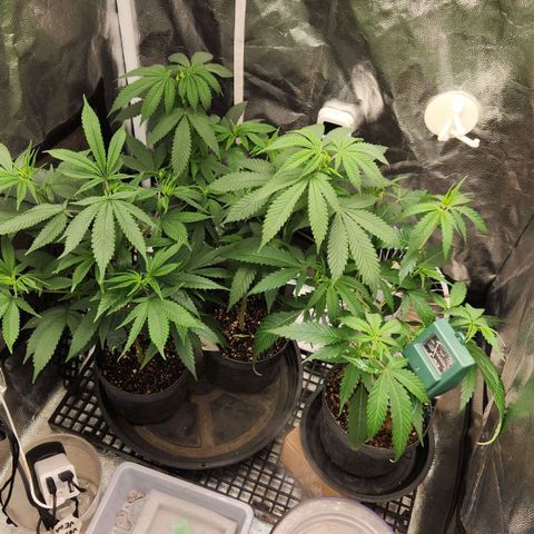 Royal Highness growlog timeline photo