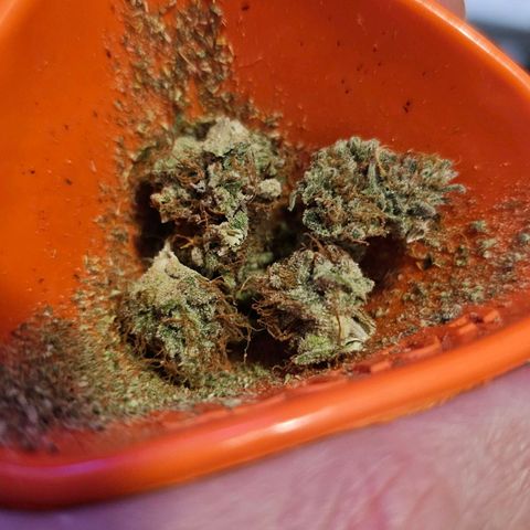 Royal Highness growlog timeline photo