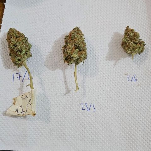 Royal Highness growlog timeline photo