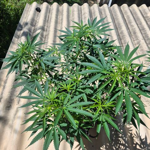 Lemon Haze XXL Auto growlog timeline photo