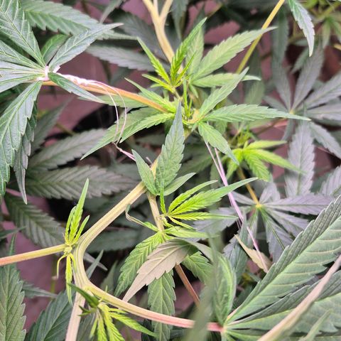 Lemon Haze XXL Auto growlog timeline photo