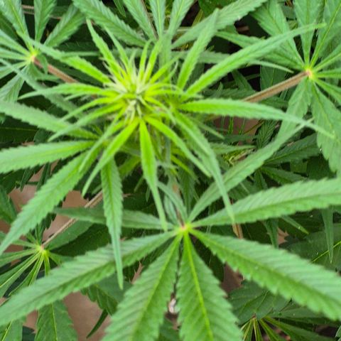 Lemon Haze XXL Auto growlog timeline photo