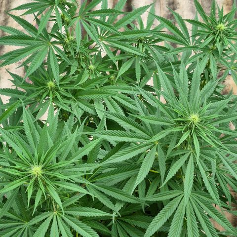 Lemon Haze XXL Auto growlog timeline photo