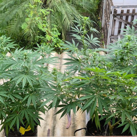 Lemon Haze XXL Auto growlog timeline photo