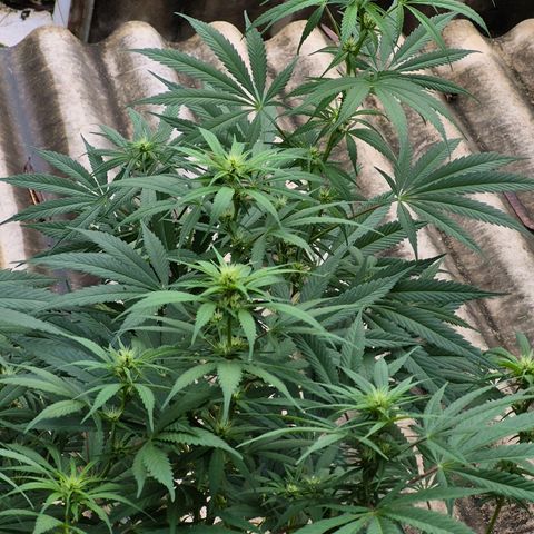 Lemon Haze XXL Auto growlog timeline photo