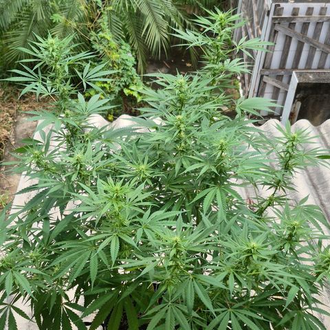 Lemon Haze XXL Auto growlog timeline photo