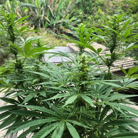 Lemon Haze XXL Auto growlog timeline photo