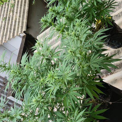 Lemon Haze XXL Auto growlog timeline photo